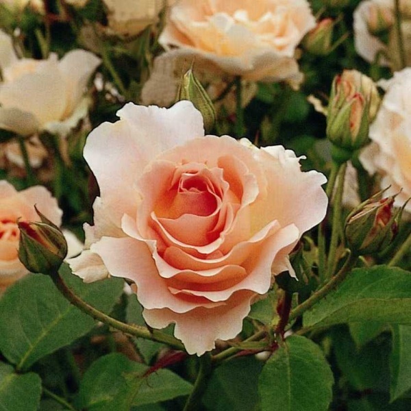 Роза шраб 'Рококо'
