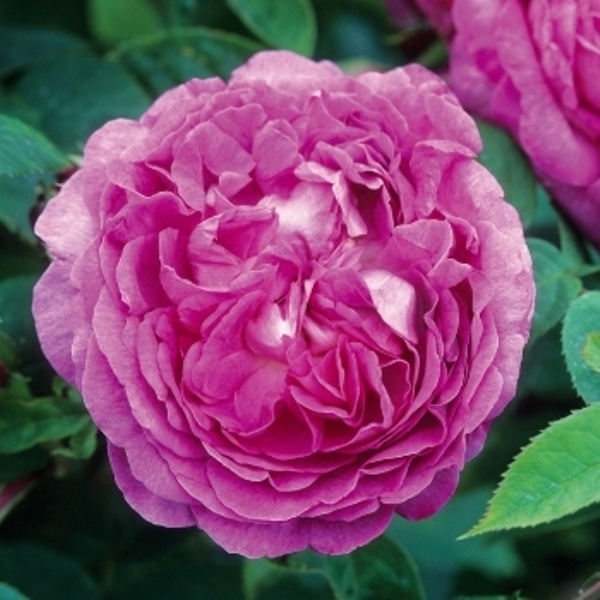 Роза флорибунда 'Рейн де Виолет'