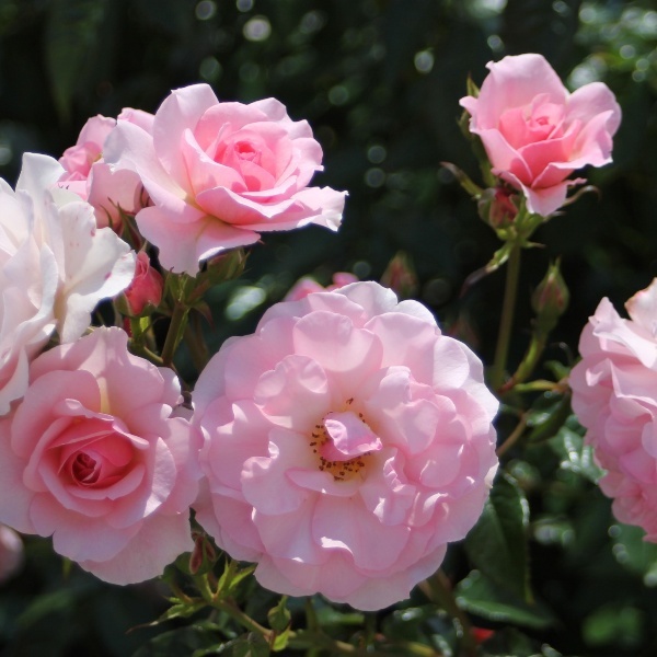 Роза шраб 'Розарио'