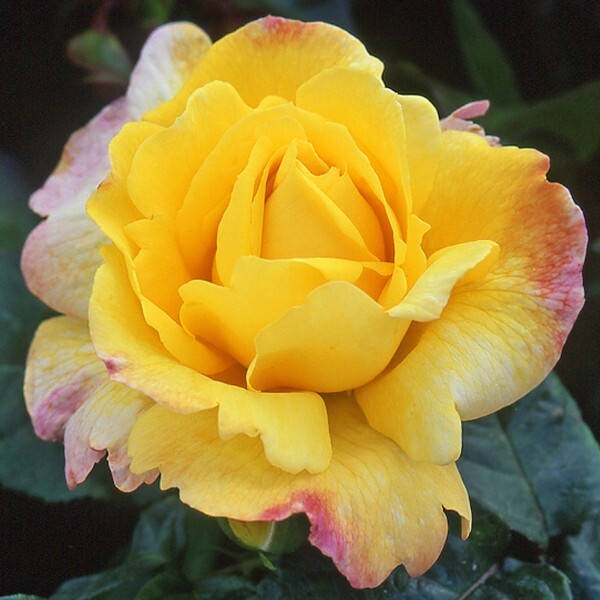 Роза флорибунда 'Чайнатаун'