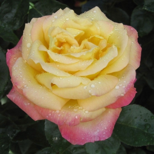 Роза чайно-гибридная 'Ориент Экспресс'