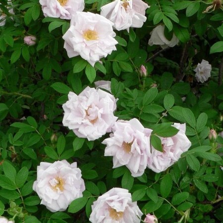 Роза канадская 'Шнеекоппе' (С2)