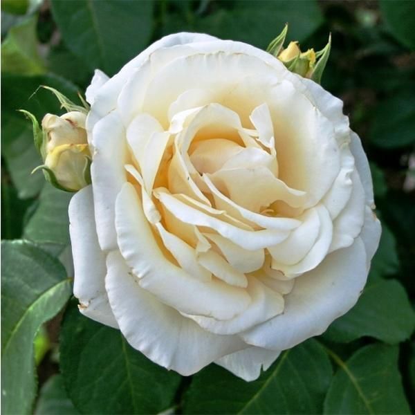 Роза чайно-гибридная 'Чопин'