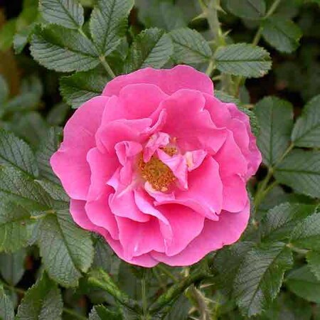 Роза канадская 'Йенс Мунк' (С3)