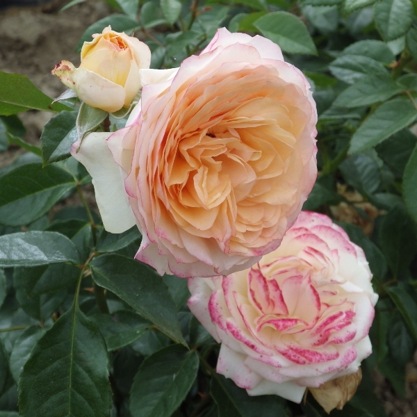 Роза чайно-гибридная 'Сурир дю Гавр'