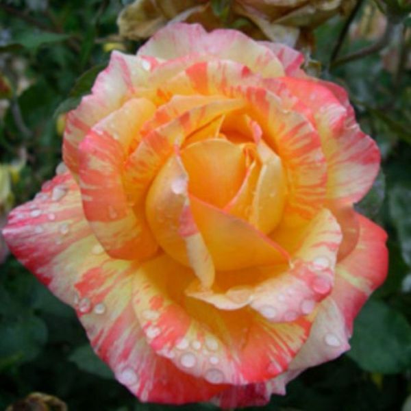 Роза чайно-гибридная 'Тропикал Сансет'