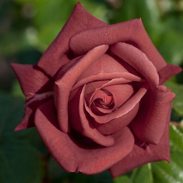 Роза чайно-гибридная 'Терракота'