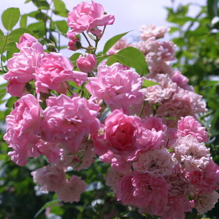 Роза почвопокровная 'Зе Фейри' (С3)