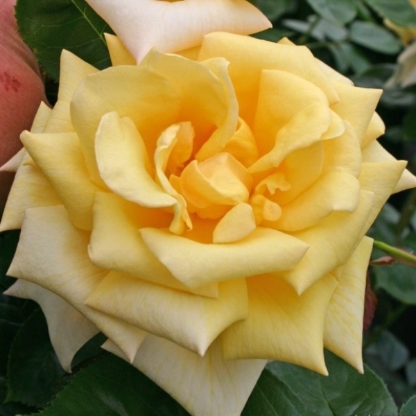 Роза чайно-гибридная 'Беролина'