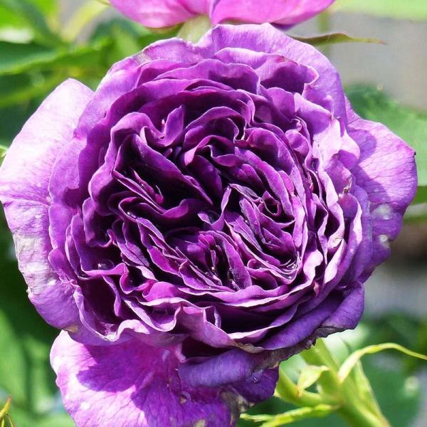 Роза флорибунда 'Минерва'