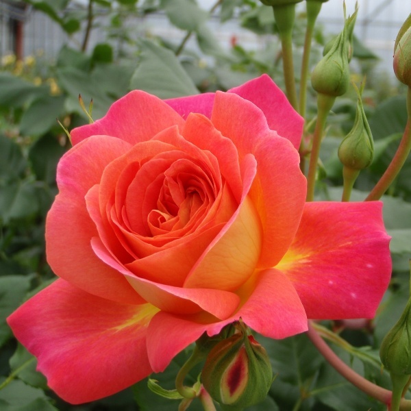 Роза флорибунда 'Мидсаммер'