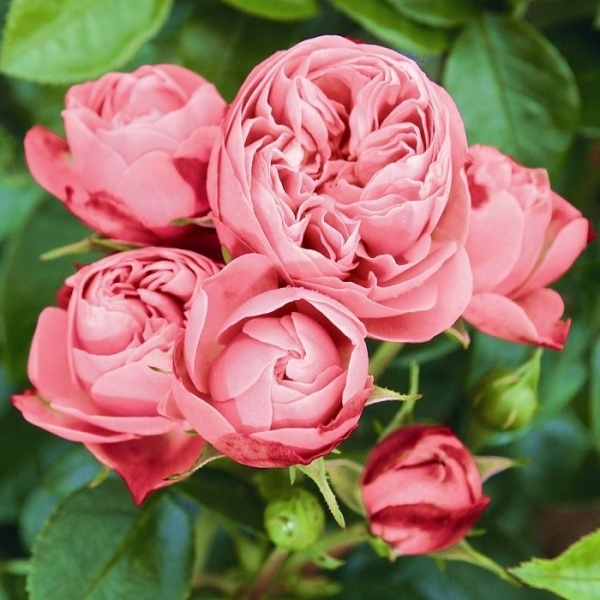 Роза чайно-гибридная 'Плейфул Рококо'