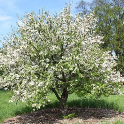 Яблоня сибирская (Н60-80, С3, ТСП)