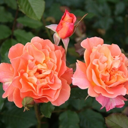 Роза шраб 'Вестерленд' (С6)