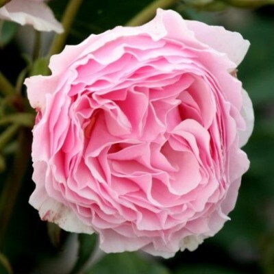 Роза флорибунда 'Гартентраум' / 'Роуз Лайт'