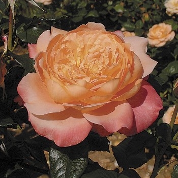 Роза чайно-гибридная 'Самаритан'
