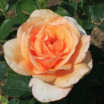 Роза чайно-гибридная 'Малага'
