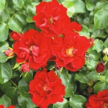 Роза шраб 'Матадор'