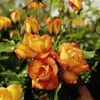 Роза шраб 'Сахара'
