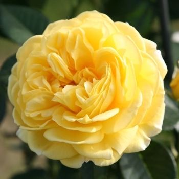 Роза флорибунда 'Инка'
