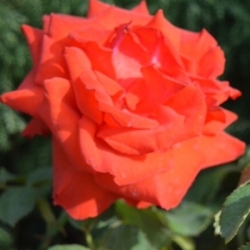 Роза флорибунда 'Флюорэссан'