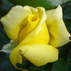 Роза чайно-гибридная 'Ландора'