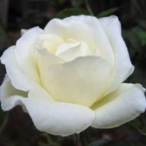 Роза чайно-гибридная 'Маунт Шаста'