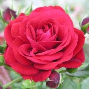 Роза флорибунда 'Европеана'