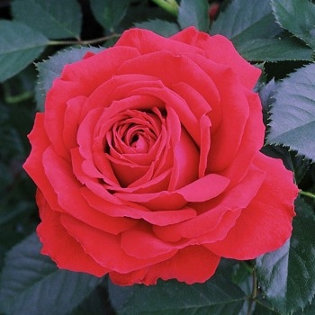 Роза чайно-гибридная 'Кэррис'
