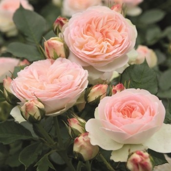 Роза флорибунда 'Пастелла'