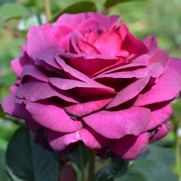Роза чайно-гибридная 'Биг Пурпл'