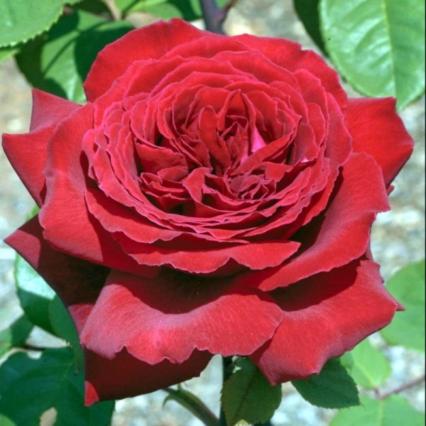 Роза чайно-гибридная 'Ботэро'