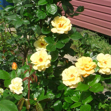 Роза чайно-гибридная 'Йеллоу Квин Элизабет'