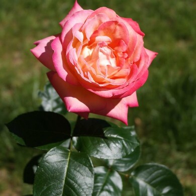 Роза чайно-гибридная 'Десса'