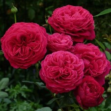 Роза чайно-гибридная 'Гошпел' / 'Секьюинс' (С6)