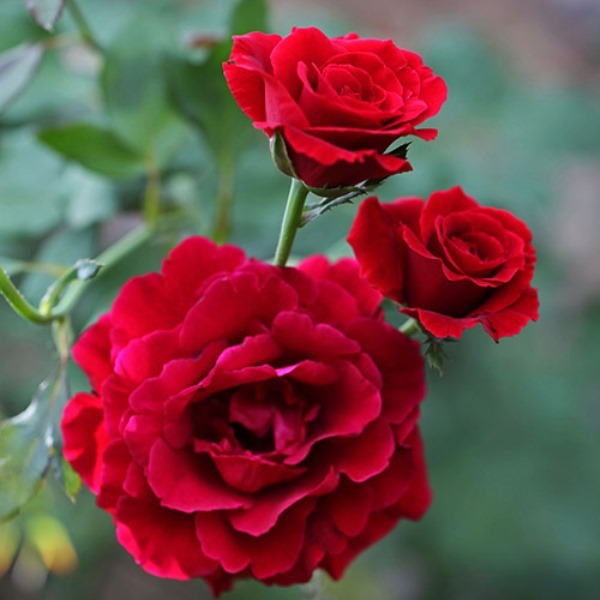 Роза плетистая 'Дон Жуан'