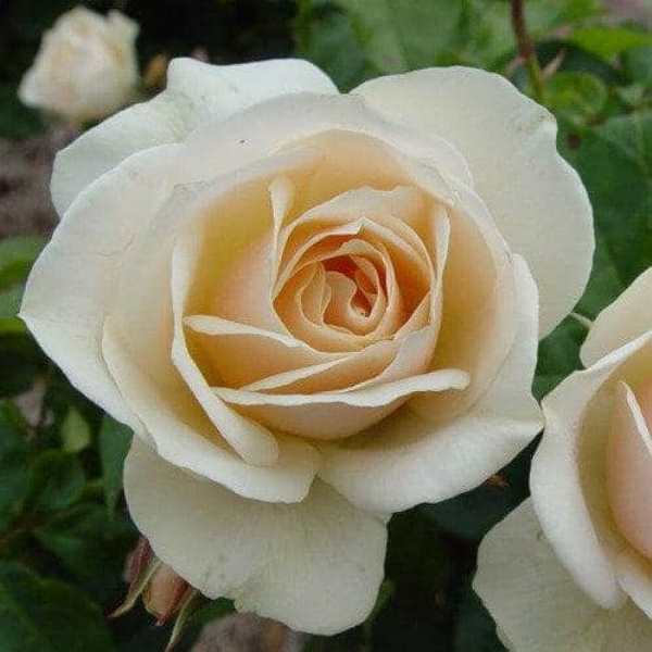 Роза флорибунда 'Эдельвейс'