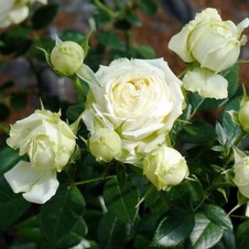 Роза флорибунда 'Лемон Рококо' / 'Глейз' (С6)