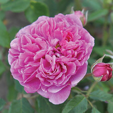 Роза флорибунда 'Лавендер Ваза' (С6)