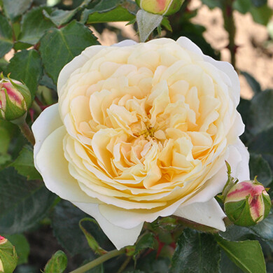 Роза флорибунда 'Лемон Ваза'