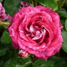Роза флорибунда 'Лэтс Селебрейт' (С6)