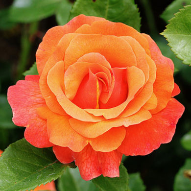Роза флорибунда 'Мамбо'