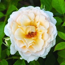 Роза флорибунда 'Река Тиса' (С6)