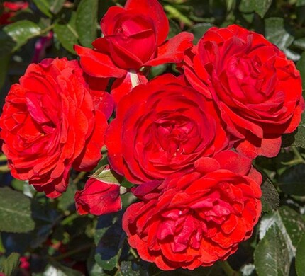 Роза флорибунда 'Скарлет Боника'