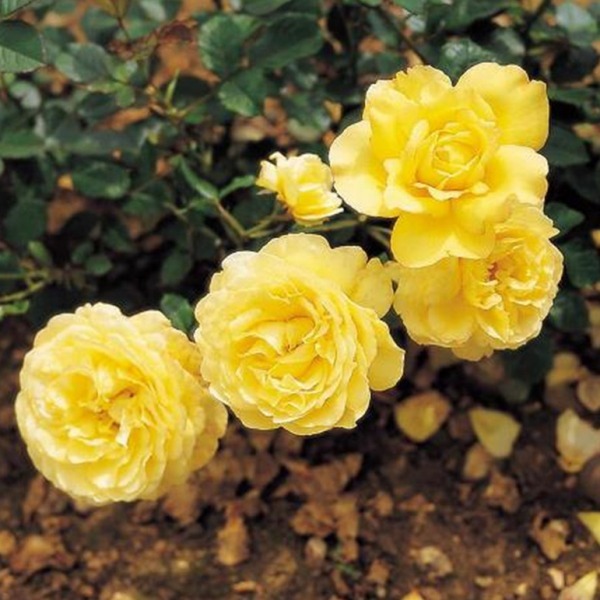 Роза миниатюрная 'Голден Мейландина'