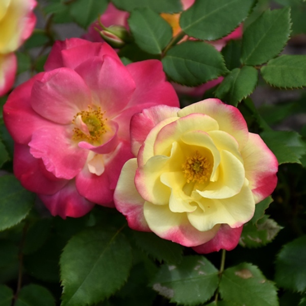 Роза флорибунда 'Кемпфаер'