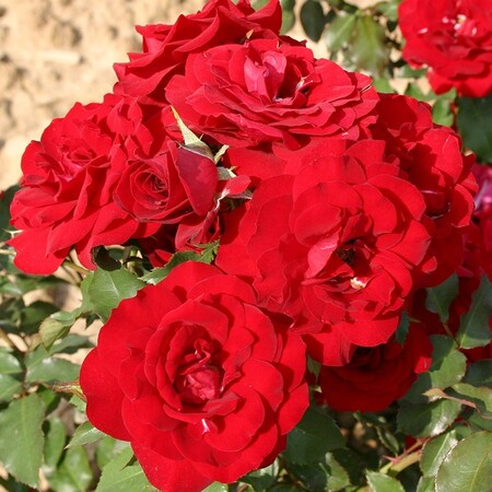 Роза флорибунда 'Хайнцельманхен' (С6)