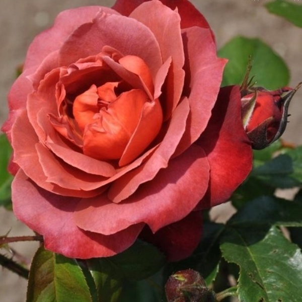 Роза флорибунда 'Хот Чоколейт'