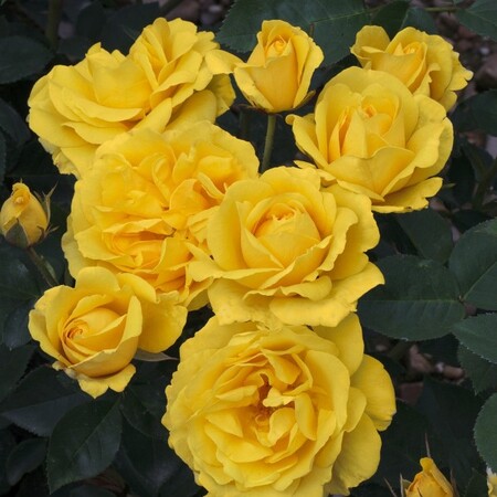 Роза флорибунда 'Корт де Ор' (С6)