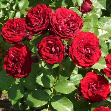Роза флорибунда 'Лаваглут' (С6)